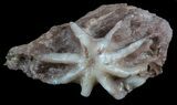 Interesting Evactinopora Bryozoa Colony - Missouri #56897-1